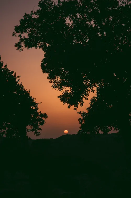 The sun setting behind a tree above the valley