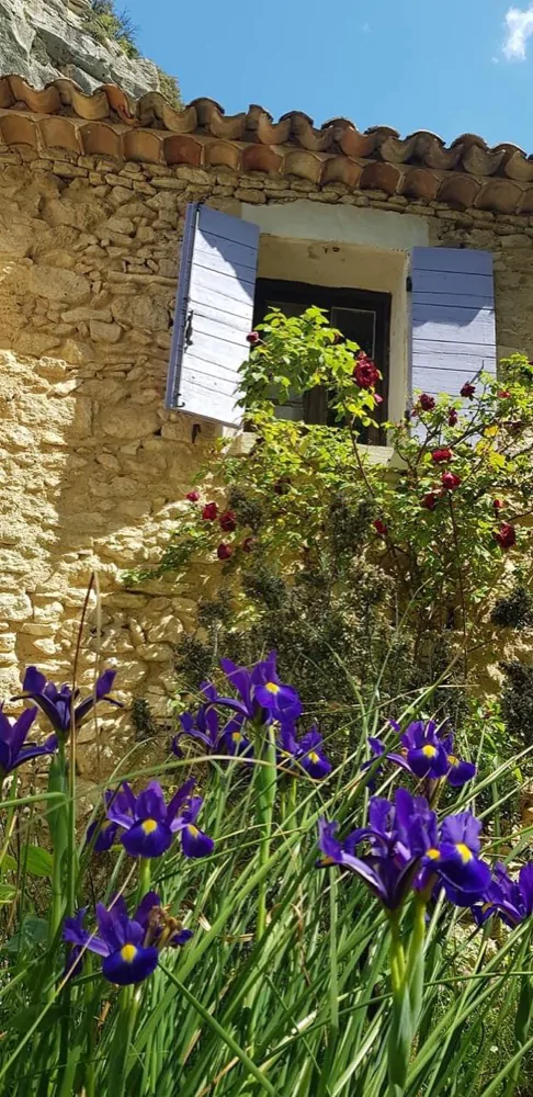 Purple irises flowering in front of a stone house with lavender shutters
