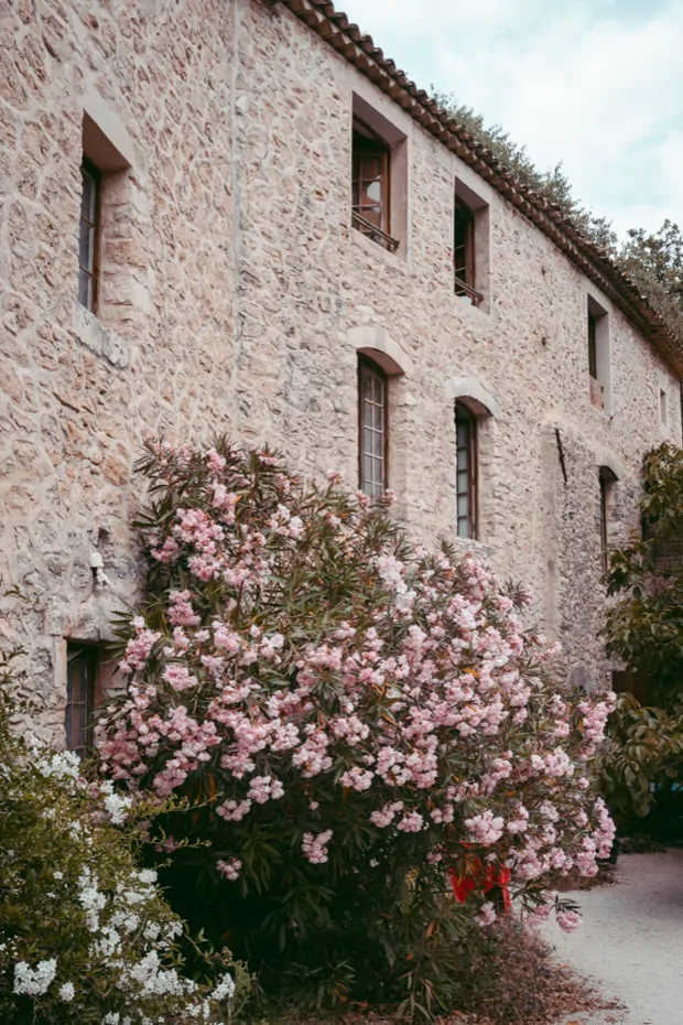 Pink oleander flowering against the long stone façade