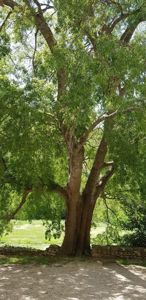 A broad old tree on the lawn at the resort