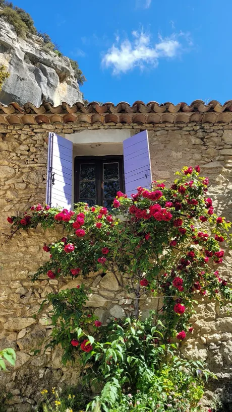 Climbing roses beneath a lavender-shuttered window, Provence