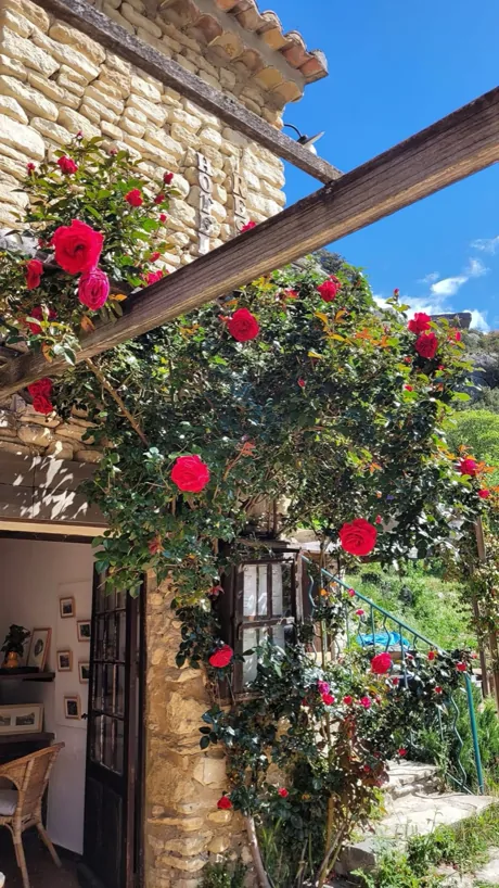Climbing roses over a stone archway, Provence
